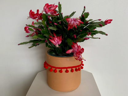 Christmas Cactus