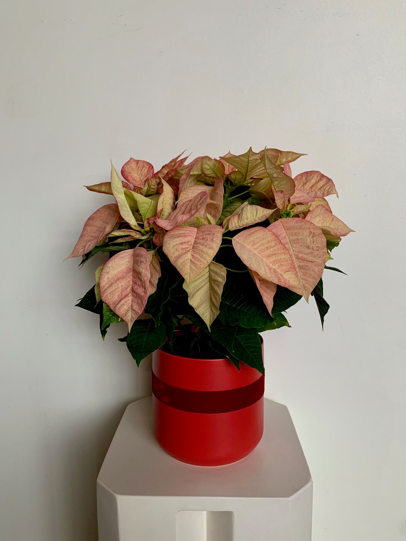 Poinsettia