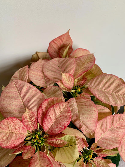 Poinsettia