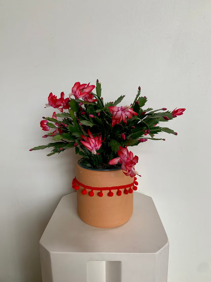 Christmas Cactus