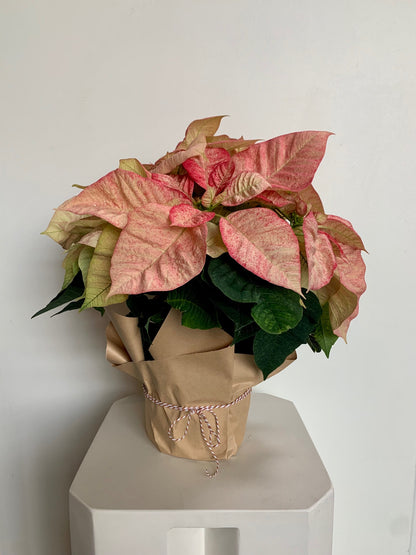 Poinsettia