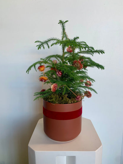 Norfolk Pine