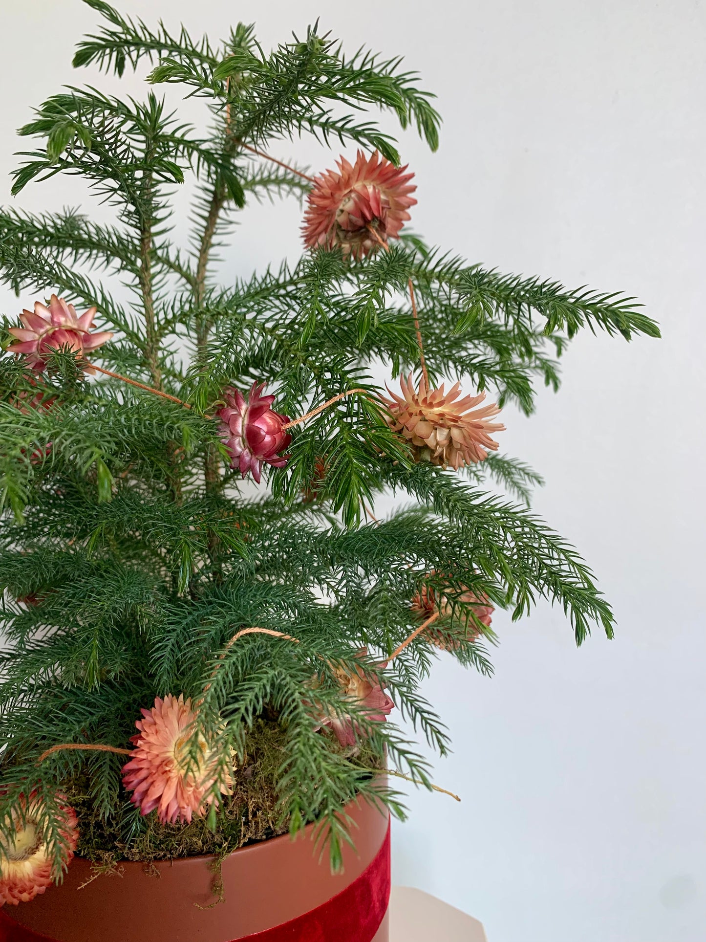 Norfolk Pine