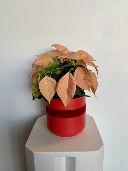 Poinsettia