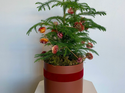 Norfolk Pine