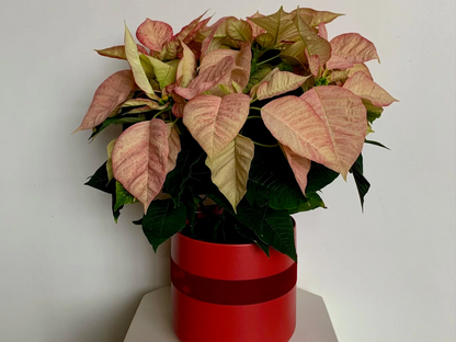 Poinsettia