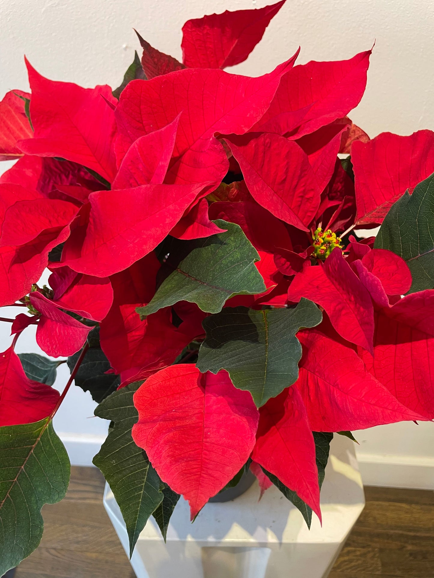 Poinsettia